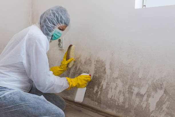 Best Black Mold Removal  in Peachtree Corners, GA