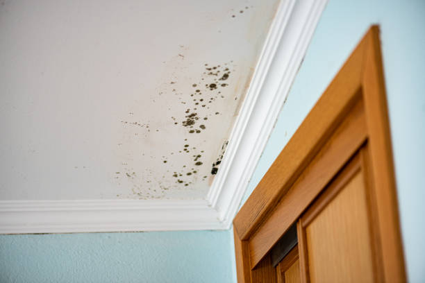 Peachtree Corners, GA Mold Removal Company