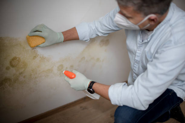 Best Mold Damage Repair  in Peachtree Corners, GA