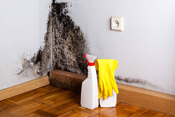 Best Commercial Mold Removal  in Peachtree Corners, GA