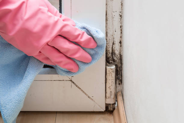 Best Same-Day Mold Removal  in Peachtree Corners, GA