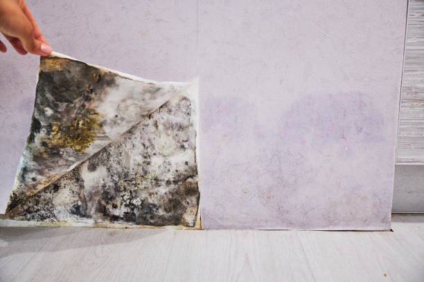 Best Residential Mold Removal  in Peachtree Corners, GA